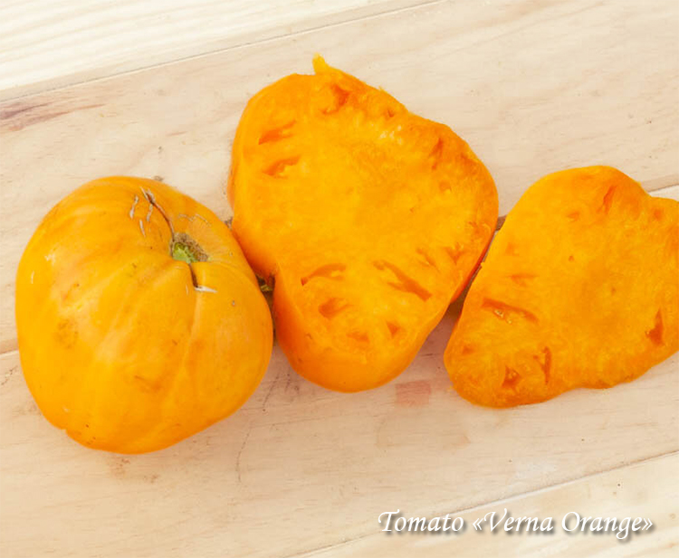 Oranssi tomaatti Verna Orange, американский томат Верна оранжевая